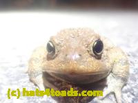 /home//u458753944/public_html/sourcegallery//Roxborough Toad Detour/2025/2025-03-16/P3161621.JPG